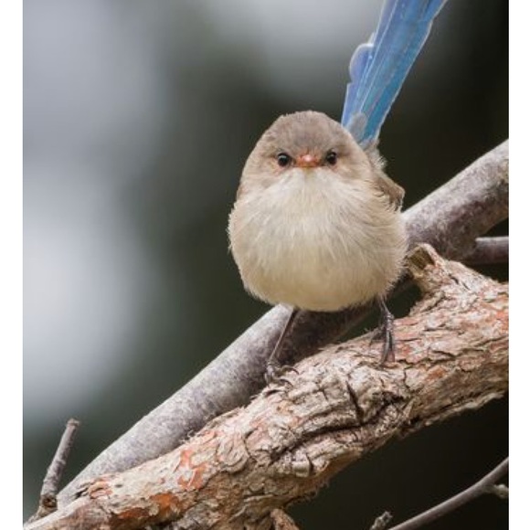 Meet your Posher, Danielle - Picture 1 of 1